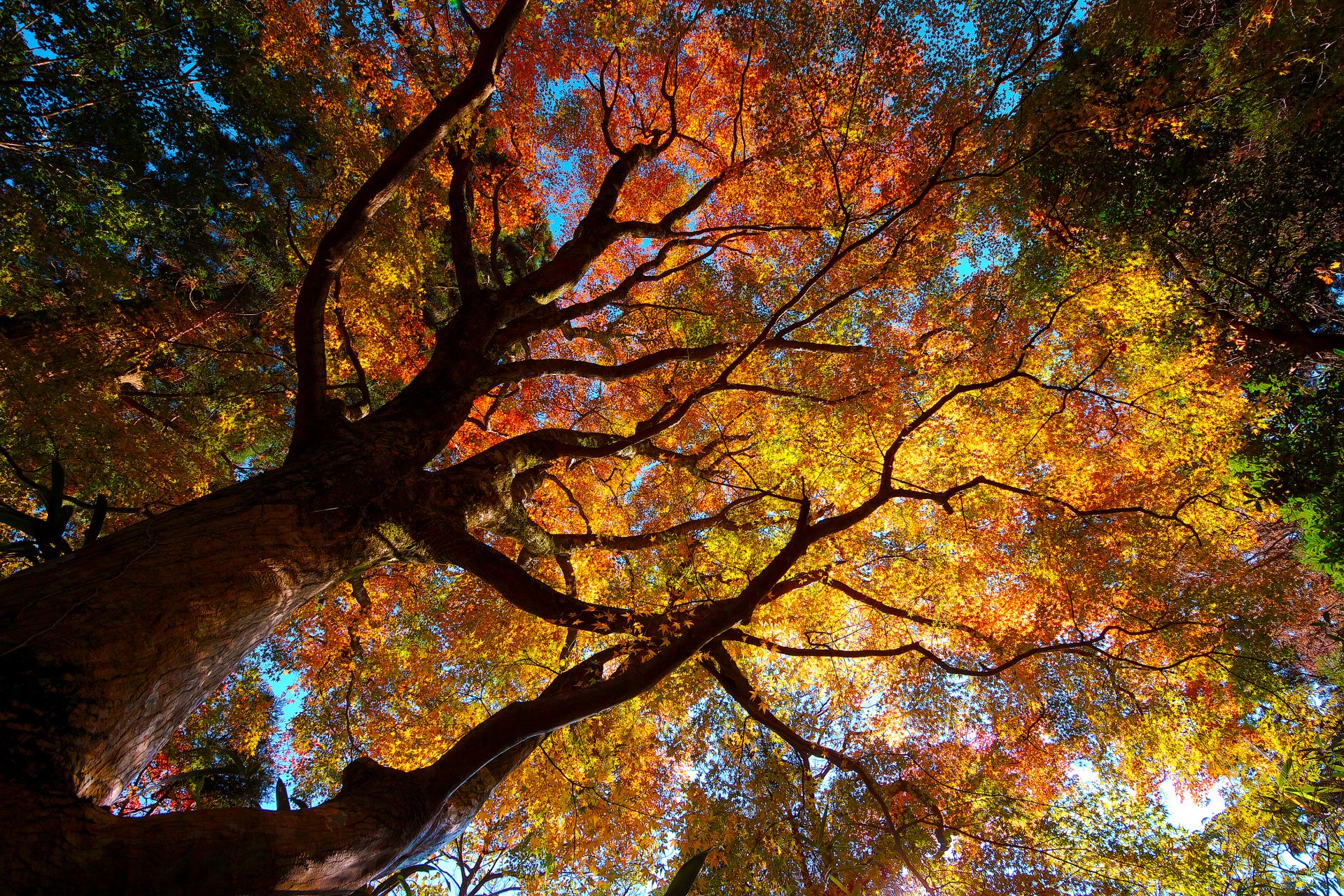 nature arbres couronne feuillage automne