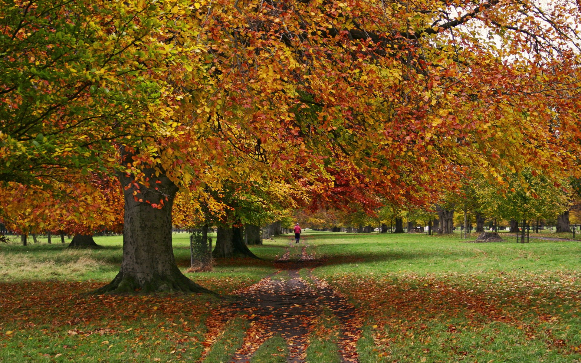 parc automne arbres