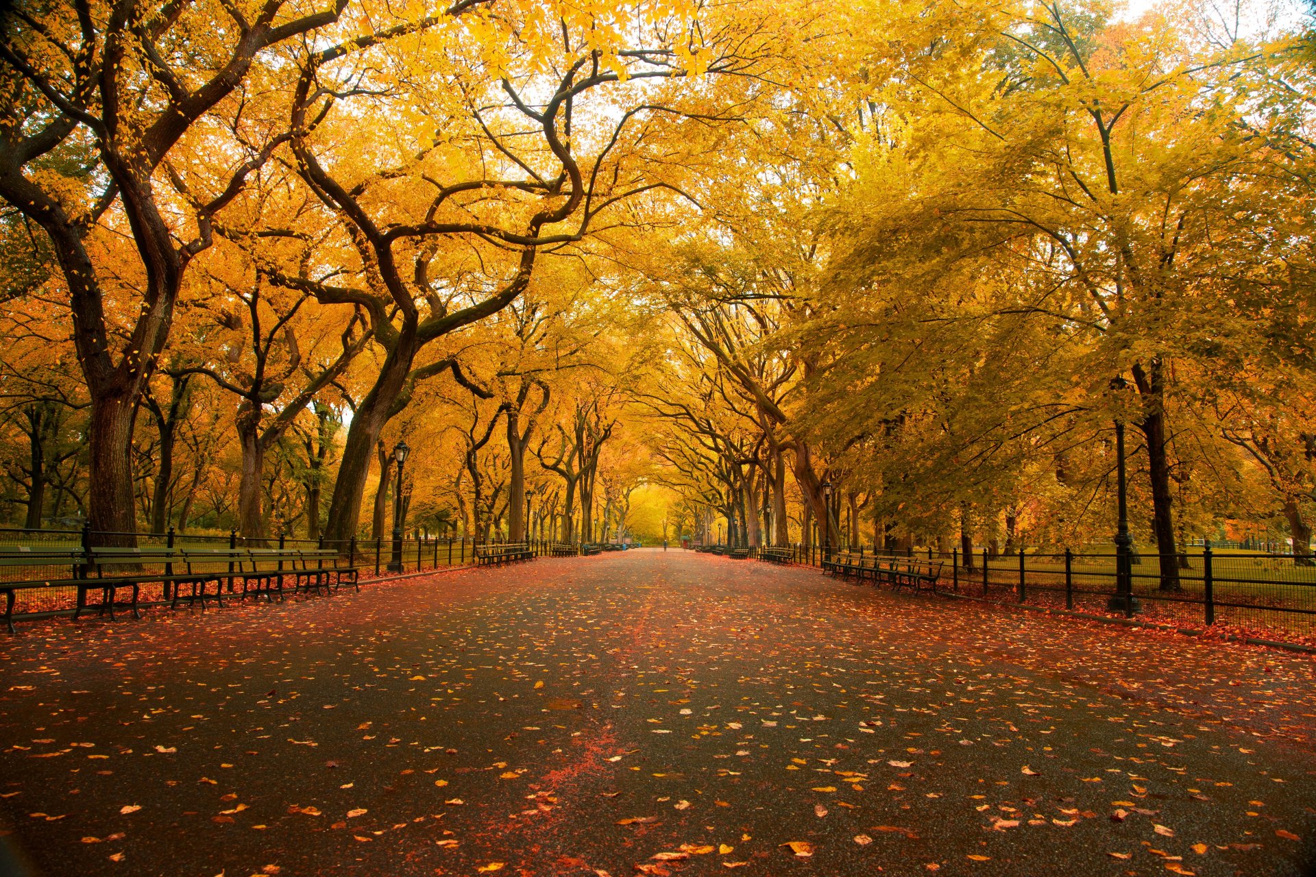 nature automne parc
