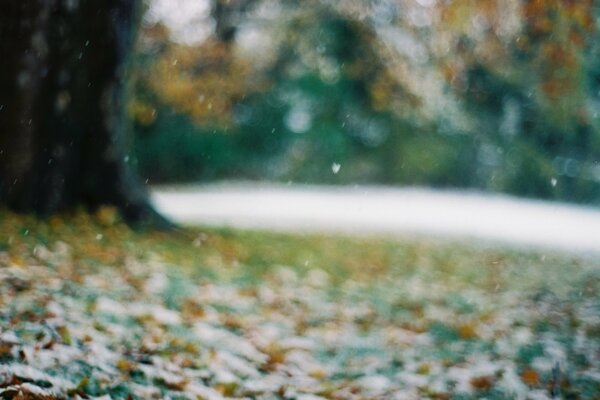 Feuillage d automne flou, froid