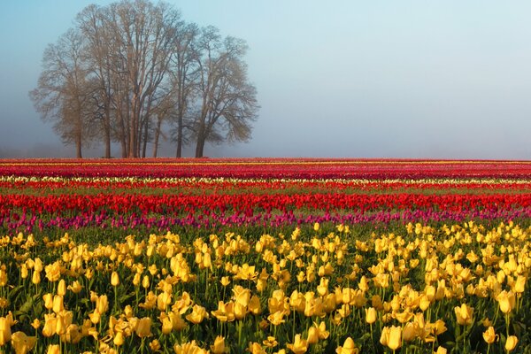 Printemps, champ de tulipes multicolores