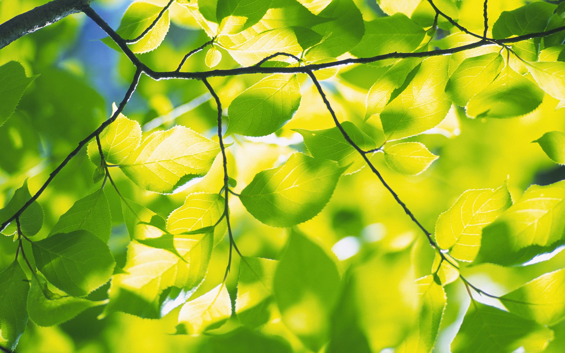 nature feuilles de printemps feuillage verdure fraîcheur branche branches arbre