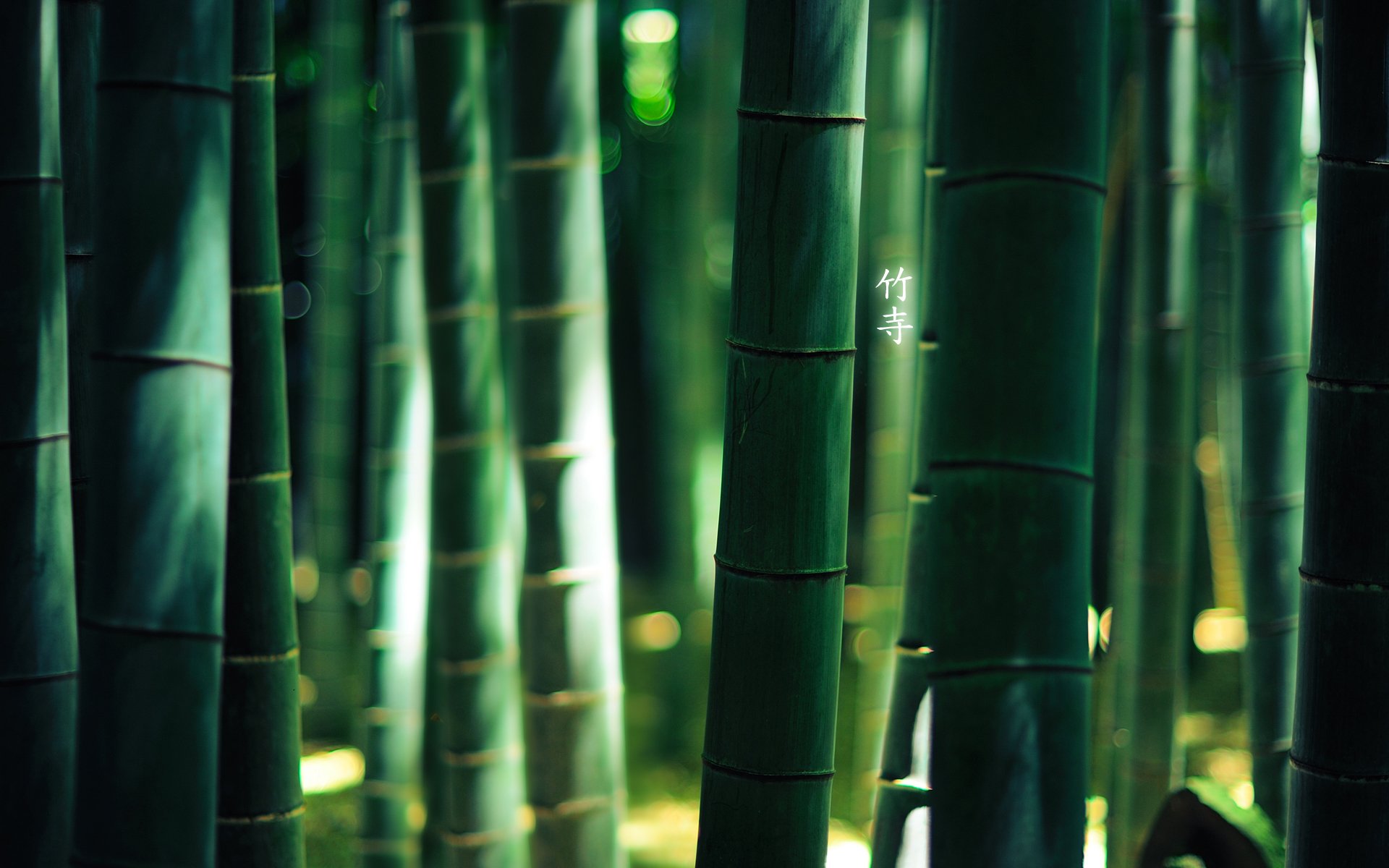 forêt bambou hiéroglyphes couleur verte par burningmonk 1920x1200