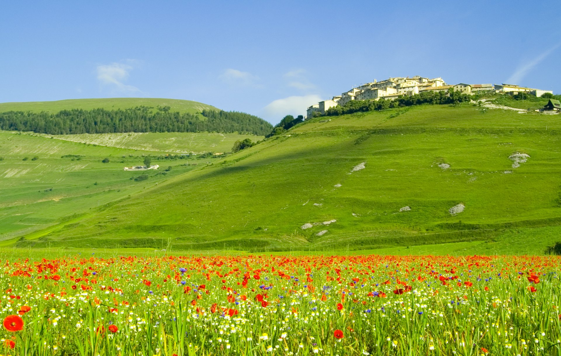 italie italia nature collines champs forêts fleurs coquelicots maisons paysage