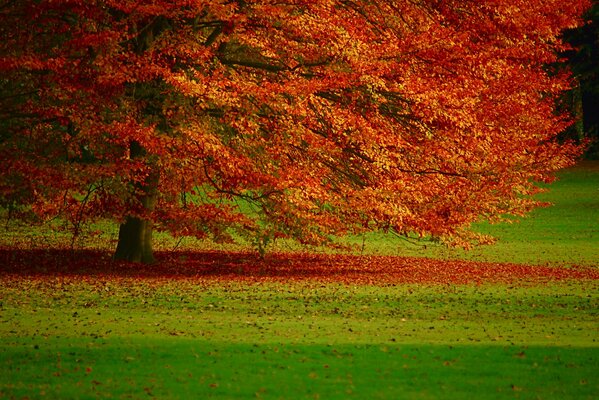 Feuillage d automne de l arbre pourpre