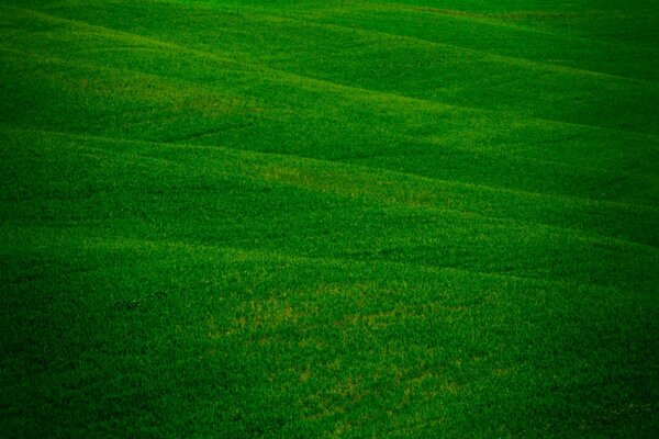 Herbe verte sur un vaste champ