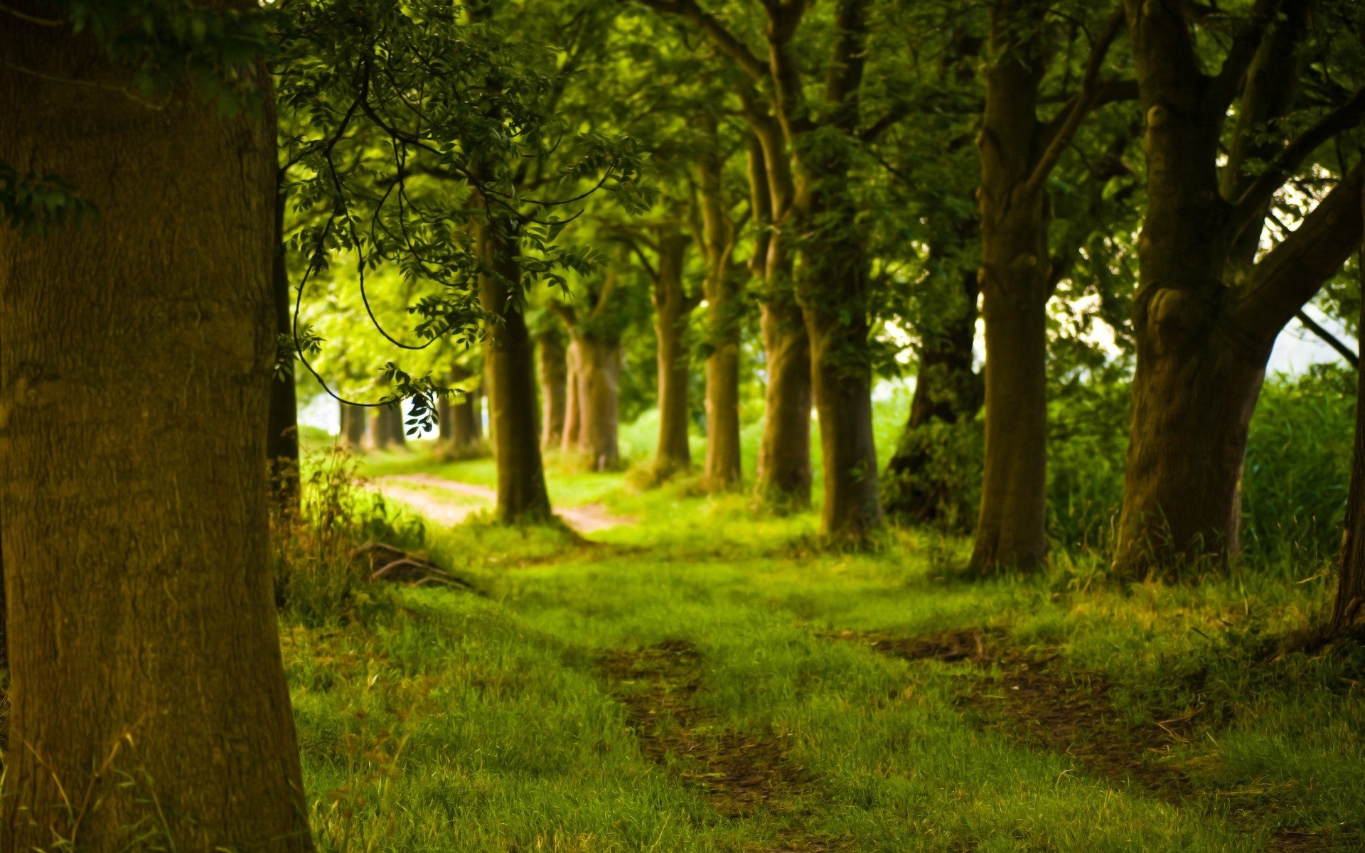 forêt chemin arbres tronc nature
