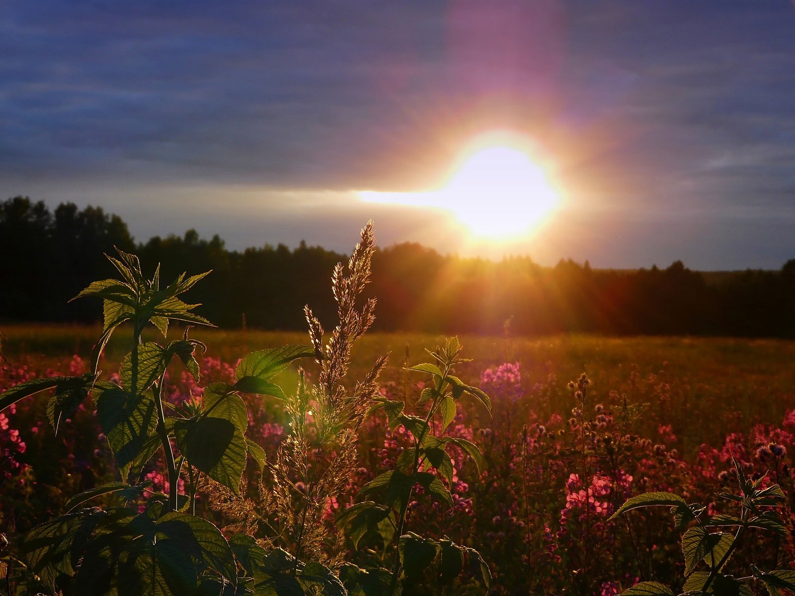 coucher de soleil ciel soleil champ fleurs