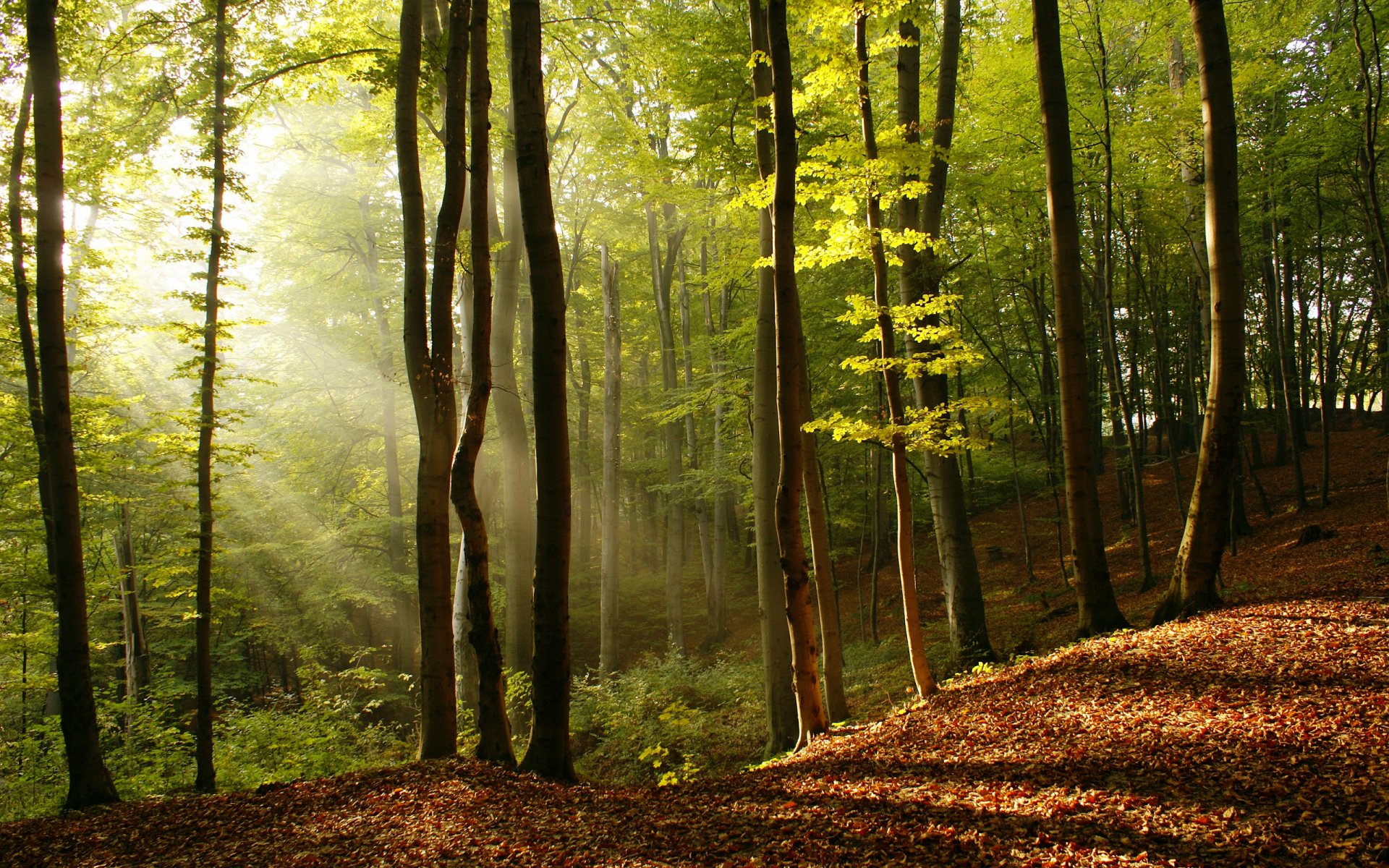 nature arbres rayons du soleil lumière arbre feuilles beauté