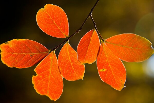 Feuille d automne suspendue à un arbre
