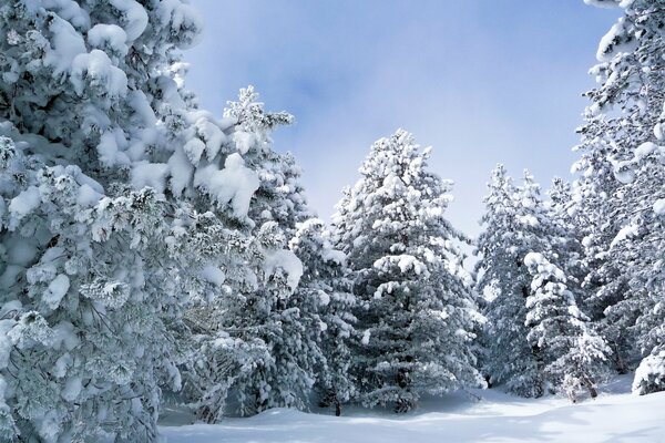 Forêt enterrée sous une épaisse couche de neige