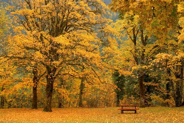 Très bel automne dans la forêt. Le banc attend ses semblables