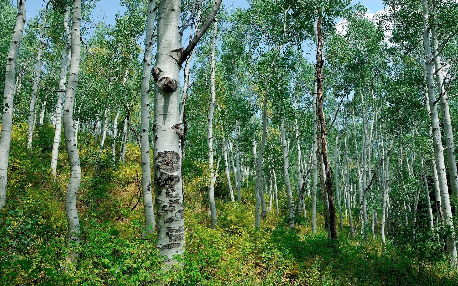 forêt bouleaux buissons