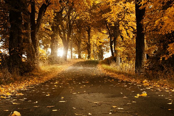 Route d automne Suisse dans les feuilles
