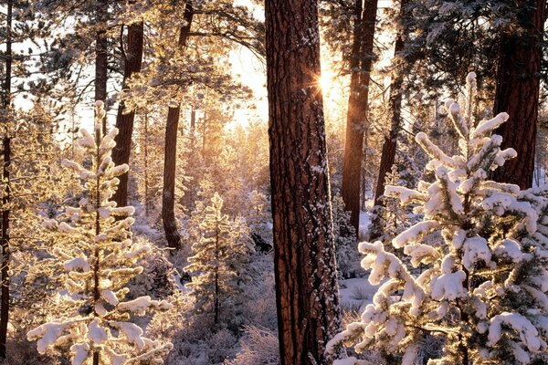 Sapins de neige dans la forêt d hiver