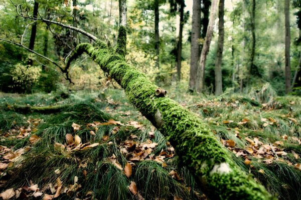 Belles images de forêt en été