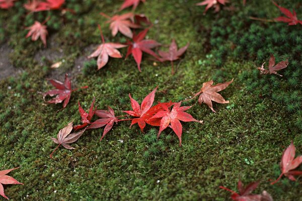 Feuilles rouges sur mousse verte