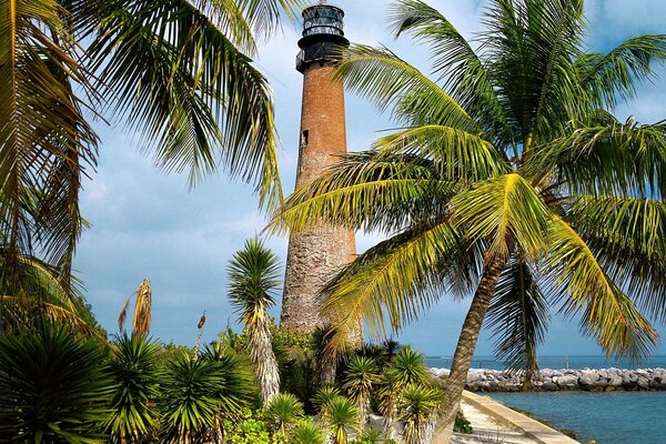 Bord de mer, palmiers, phare