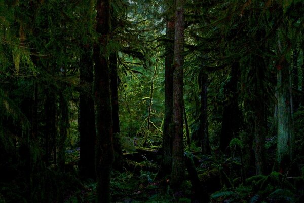 Les arbres de la forêt sont plus souvent recouverts de mousse du côté Nord