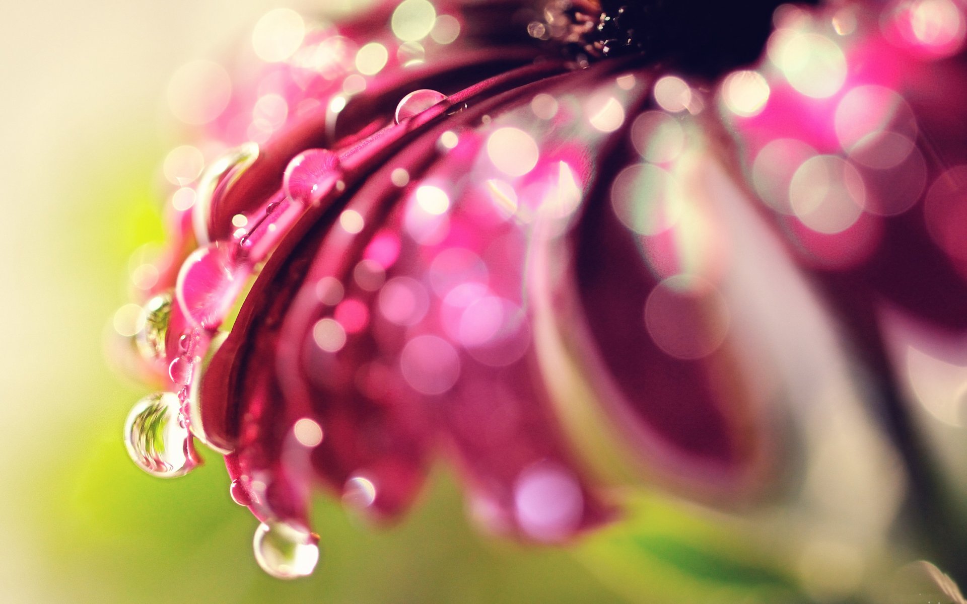 fleur pétales gouttes eau rosée