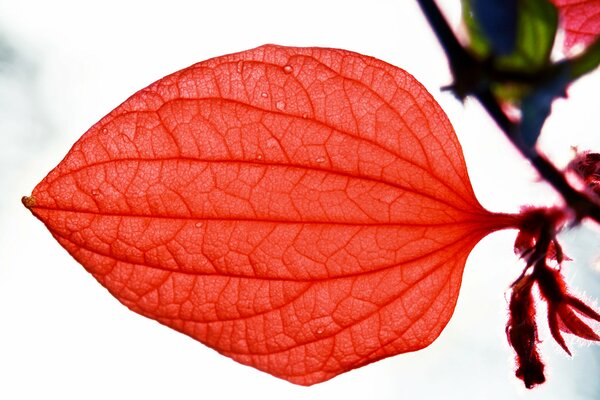 Feuille rouge avec des veines