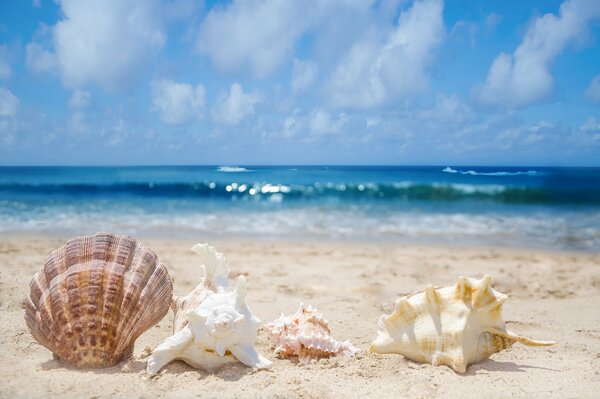 Coquillages sur la plage de sable