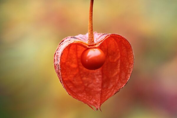 Physalis rouge en gros plan