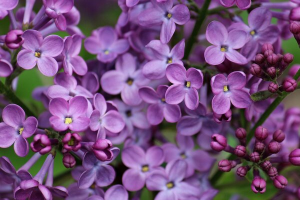 Fleurs de lilas bouchent