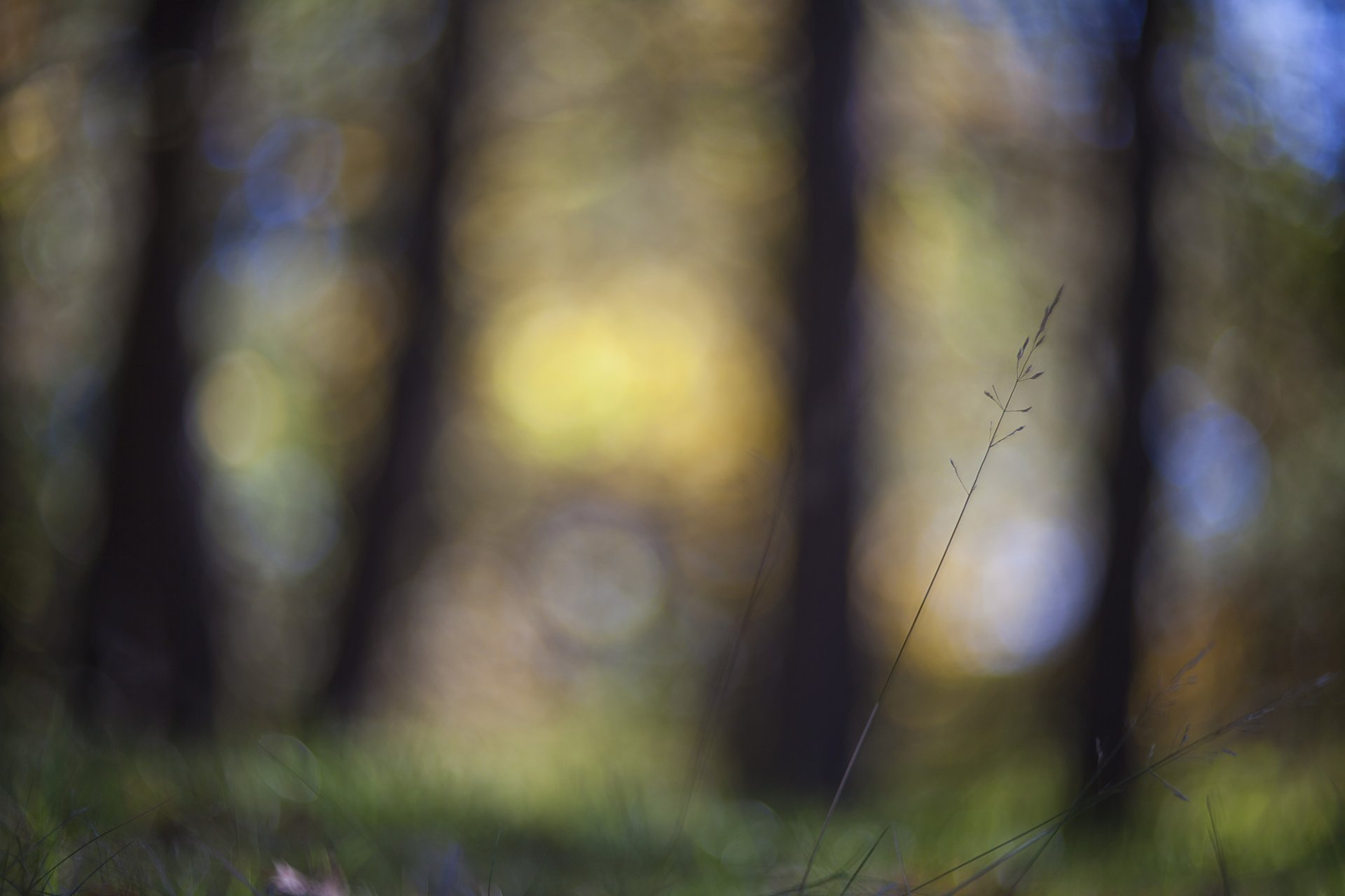 tige herbe macro mise au point éblouissement flou