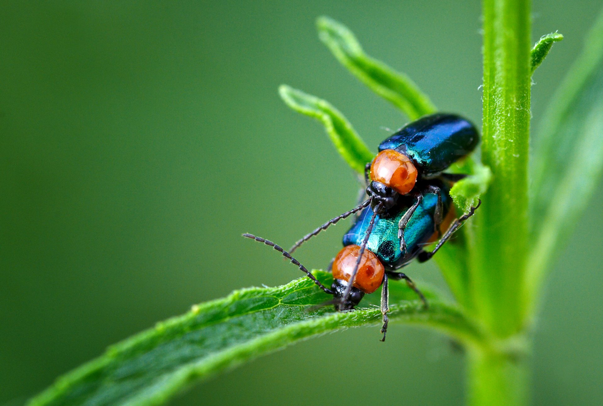 fond tige couple coléoptères insectes