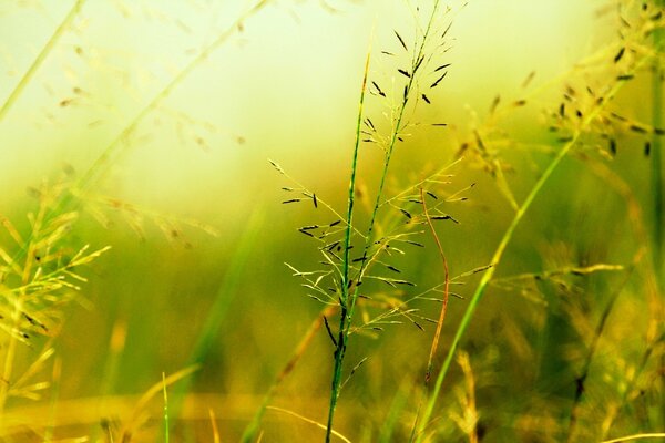 L herbe verte est emmêlée dans les rayons du soleil. Un