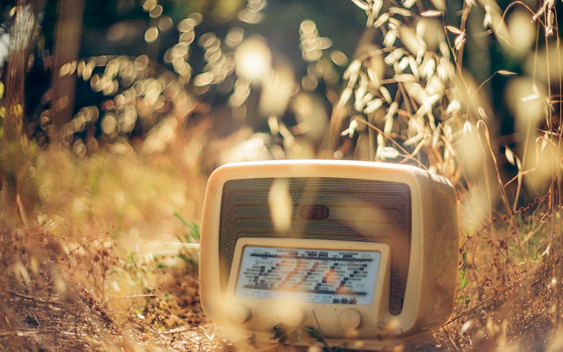 radio herbe gros plan