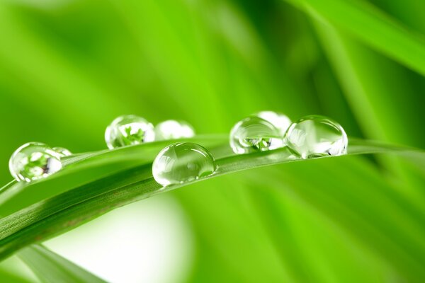Gouttes de Rossa sur l herbe