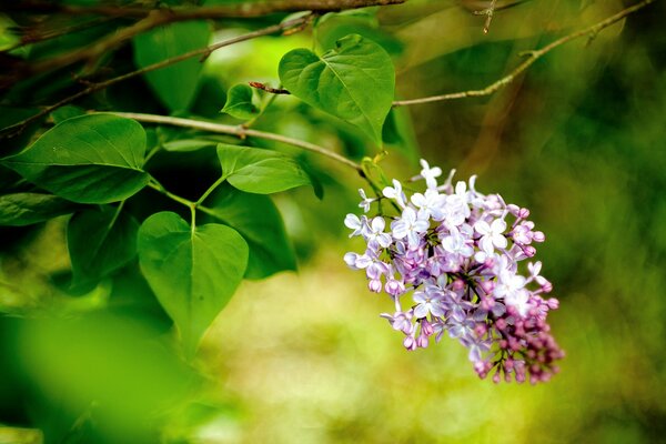 Photo de gros plan d une branche de lilas