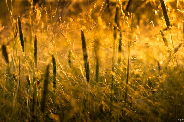 Herbe coucher de soleil solnets nature