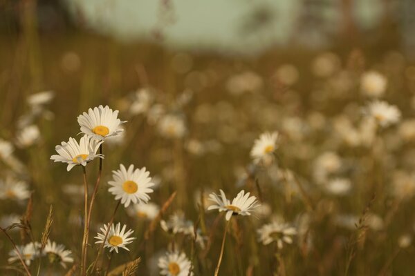 Marguerites fleurissent dans la Prairie