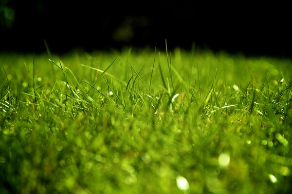 Pelouse avec de l herbe verte dans la rosée