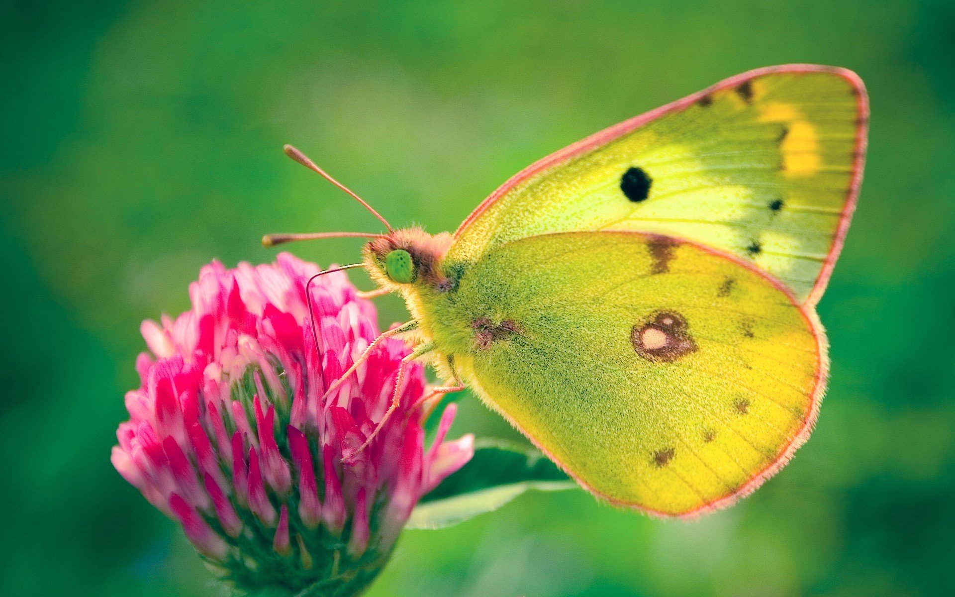 papillon trèfle vert