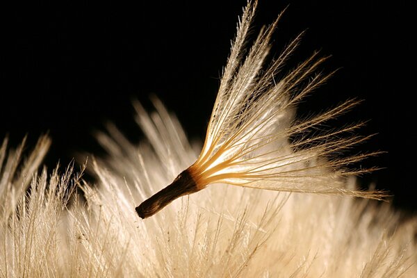 Les graines de pissenlit volent et brillent