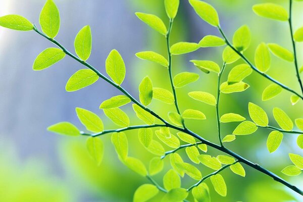 Branche avec des feuilles vertes sur fond de ciel bleu