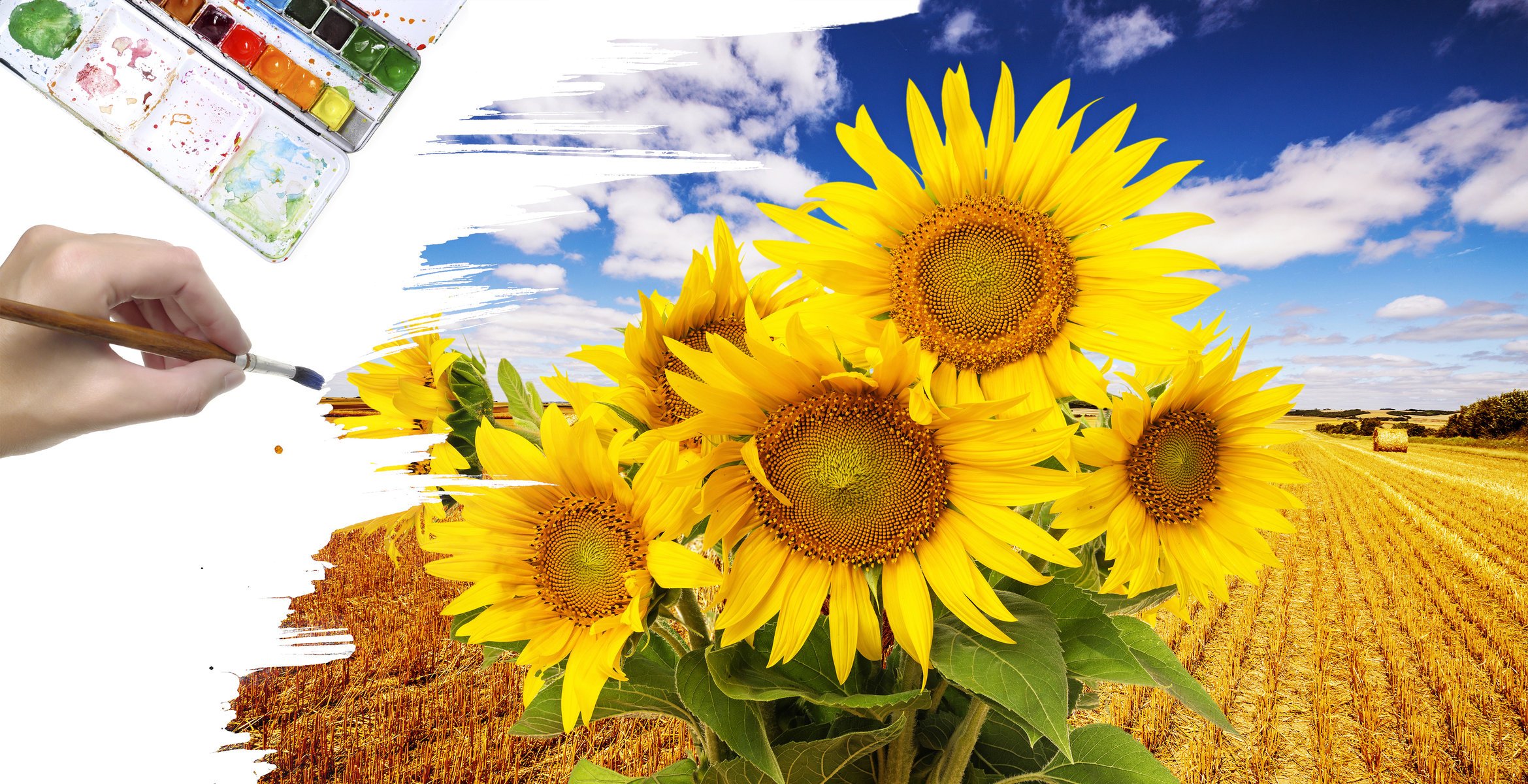 création dessin tournesols champ peinture pinceau