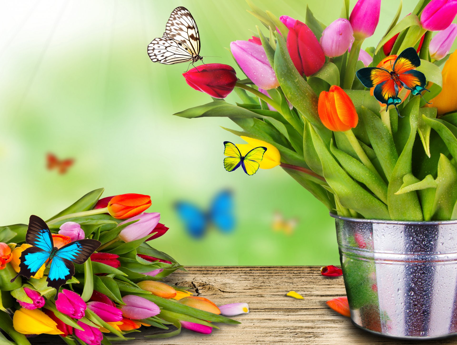printemps fleurs tulipes seau bouquet papillon papillon de nuit collage