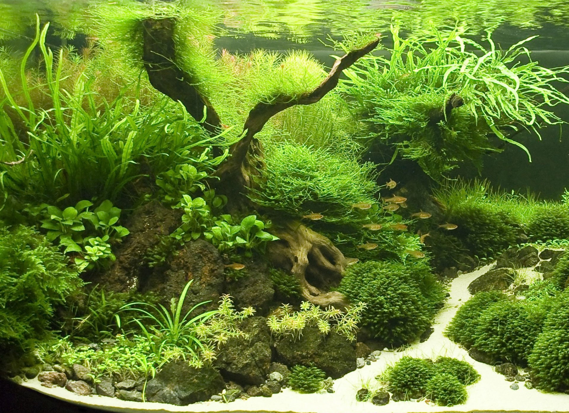 aquarium plantes poissons