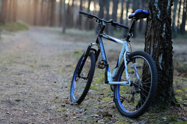 Vélo à côté d un arbre sur une piste forestière