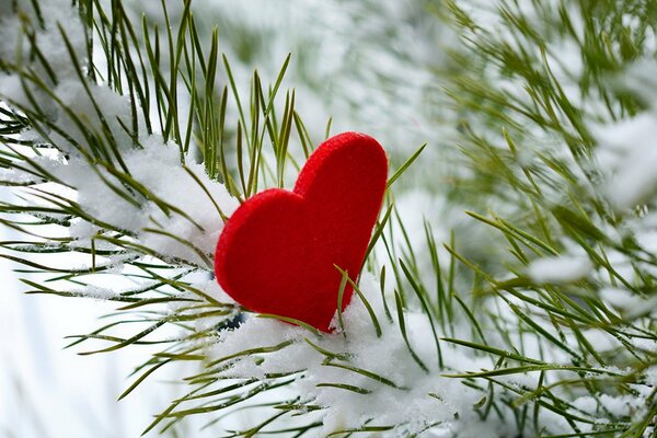 Coeur sur une branche d épinette enneigée