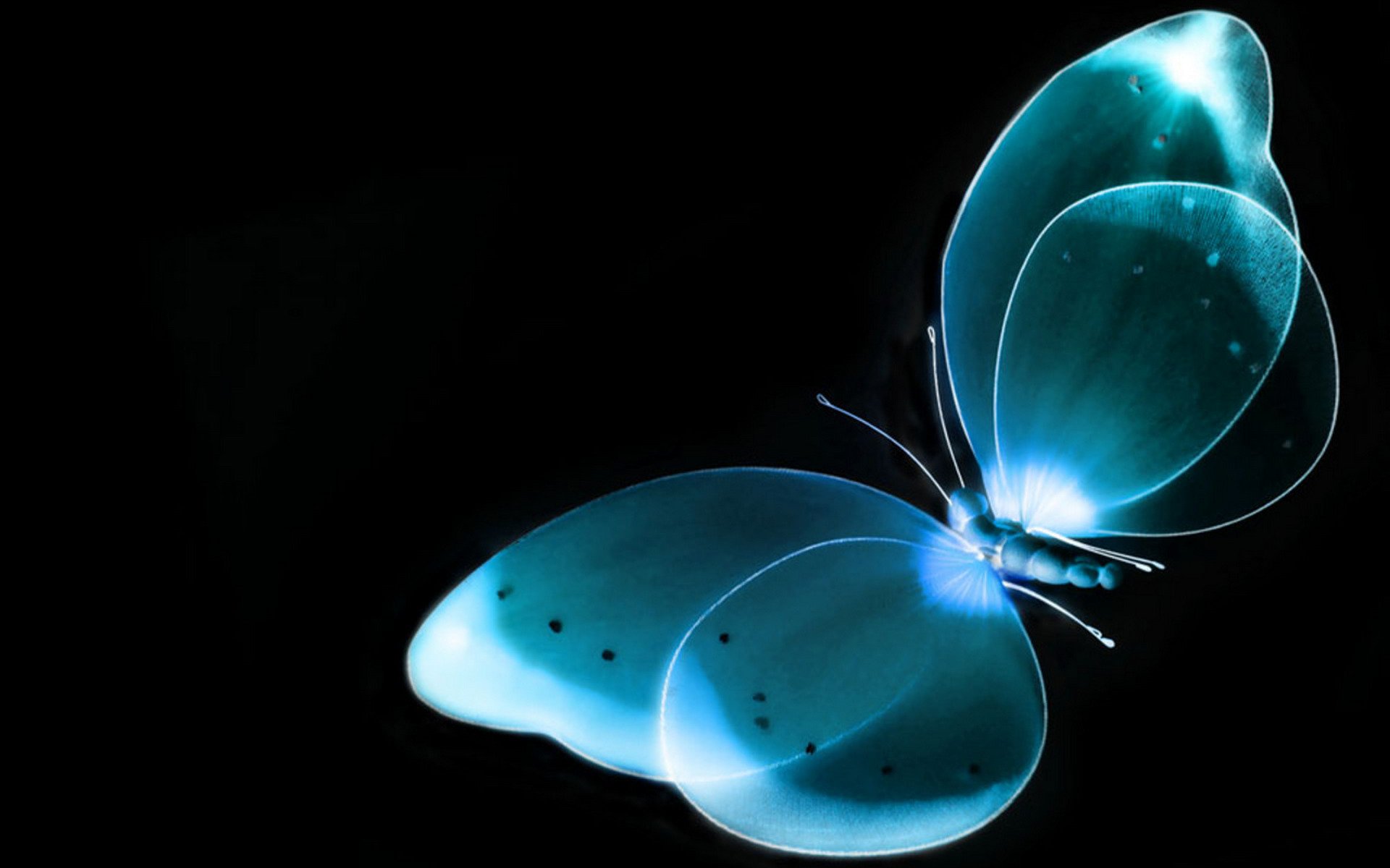 papillon rayons x fond noir