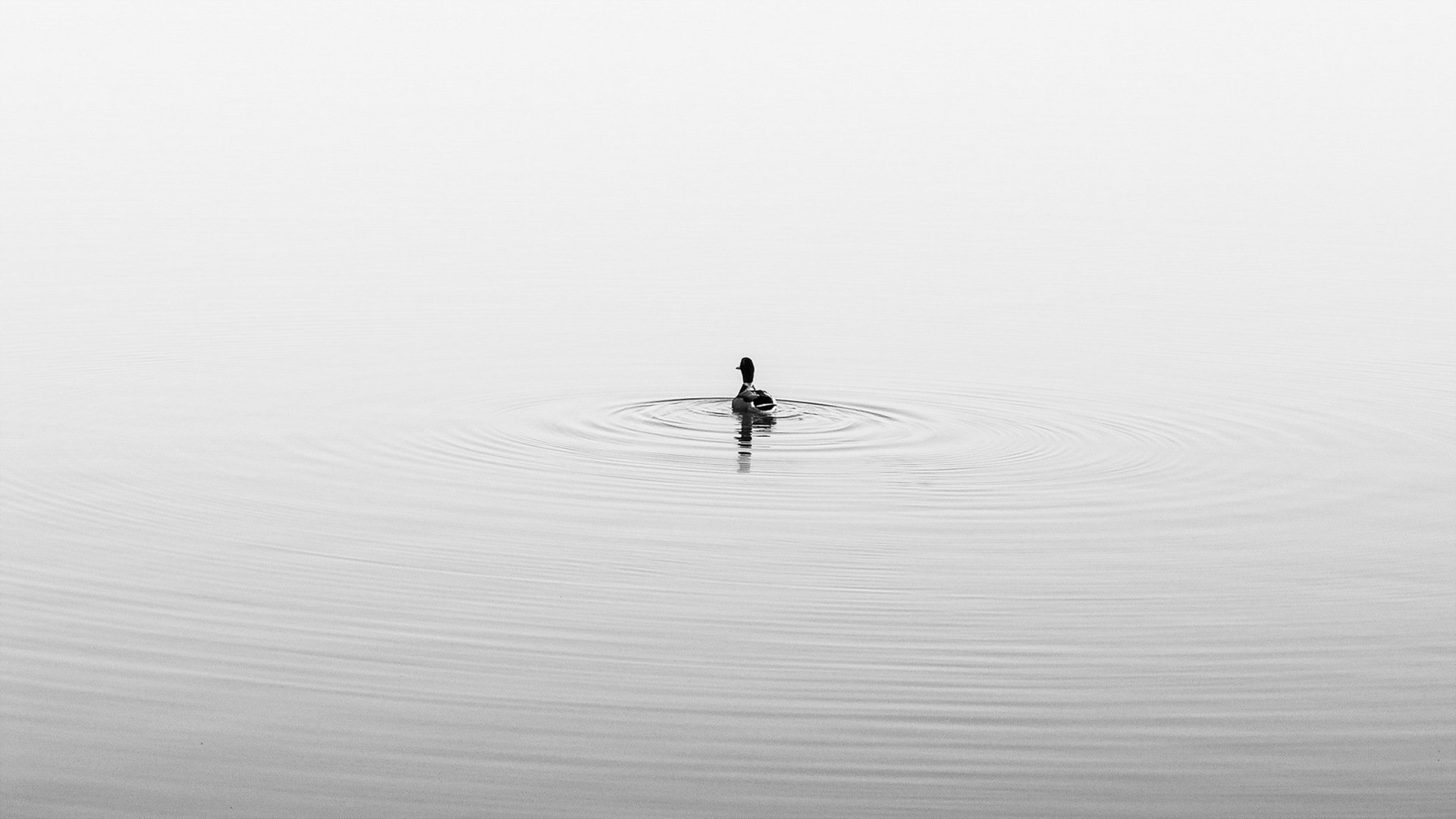 canard lac nature