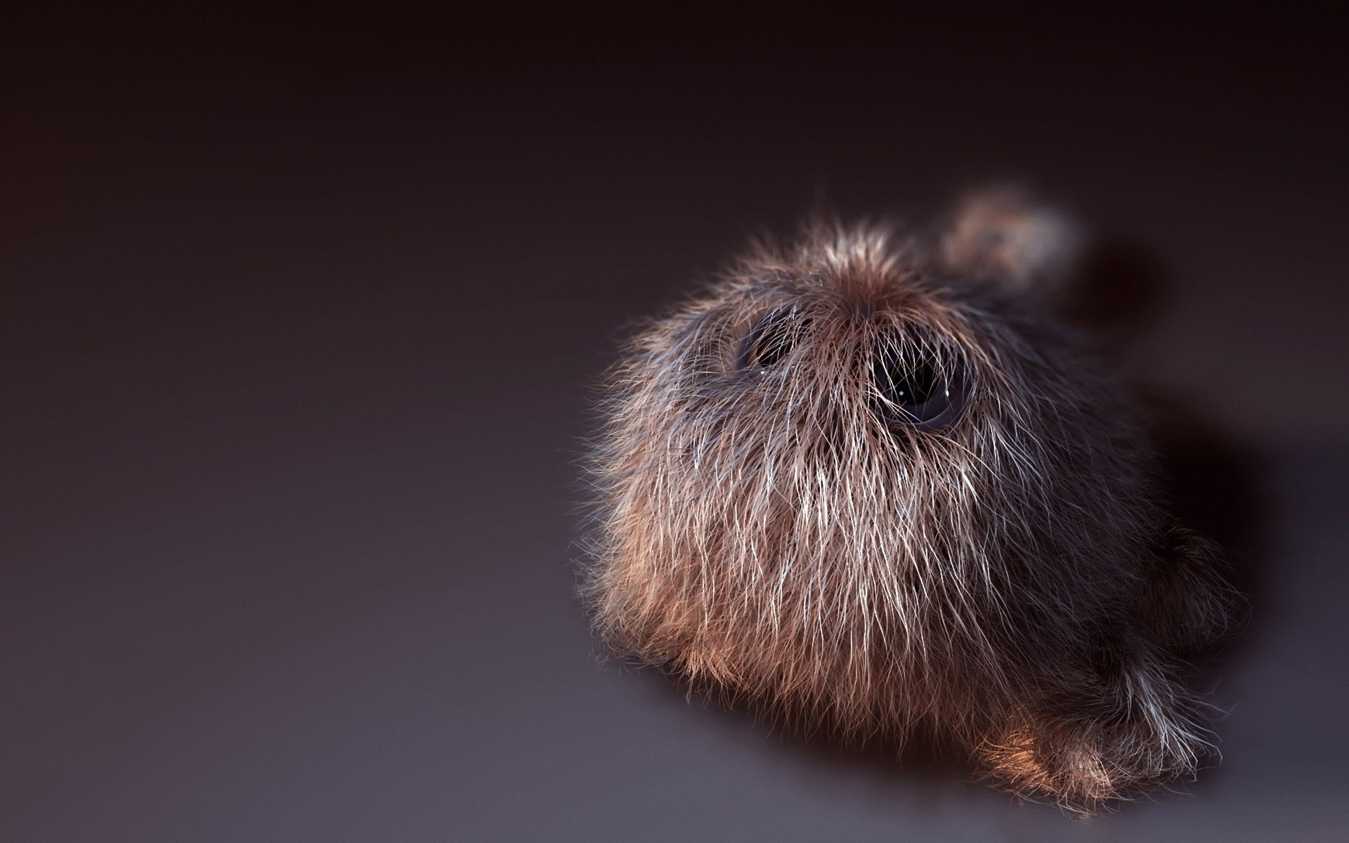 poilu moelleux petit