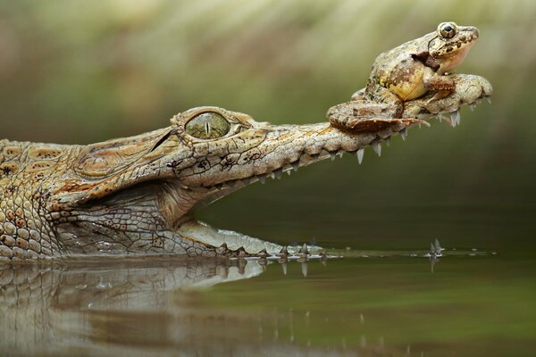 Grenouille assise sur la gueule d un crocodile
