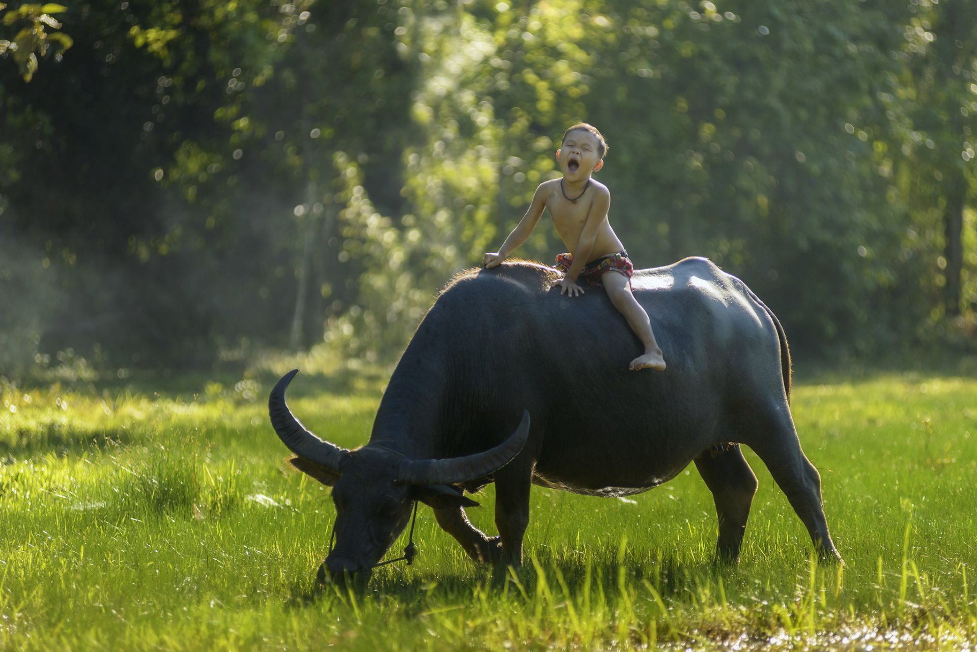 en thaïlande la thaïlande le garçon le buffle le cavalier l humeur